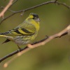 Cizek lesni - Spinus spinus - Eurasian Siskin 6159